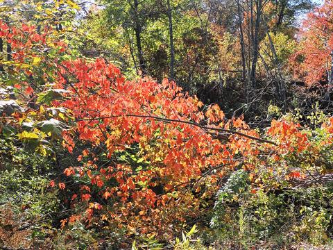 Fall in Ayer, Massachusetts #9