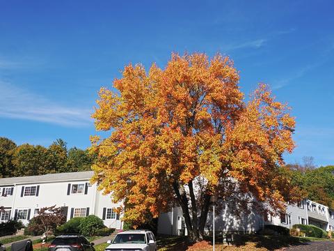 Fall in Ayer, Massachusetts #10