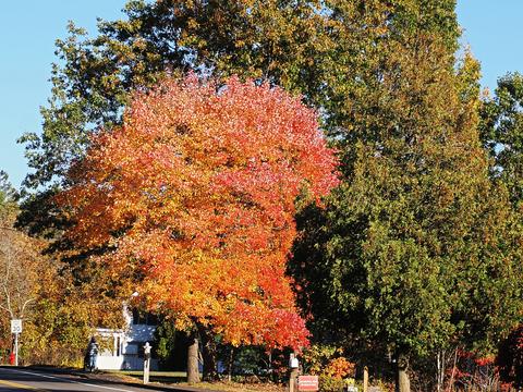 Fall in Ayer, Massachusetts #11