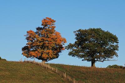Fall in Groton, Massachusetts #4