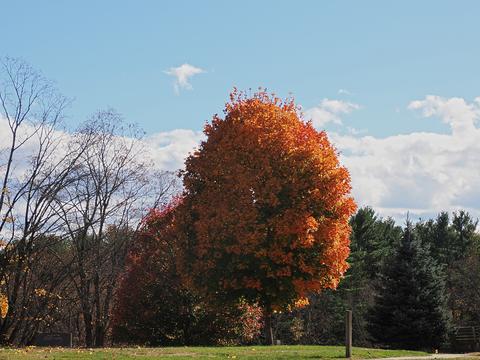 Fall at the West Parish Garden Cemetery in Andover MA. #15