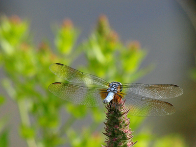 Dragonfly