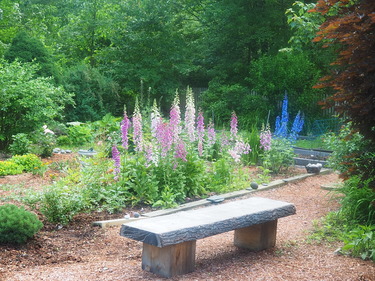 Delphiniums in my mother-in-law's garden