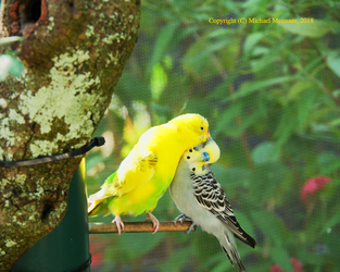 Love birds
