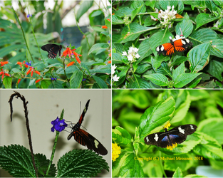Butterflies