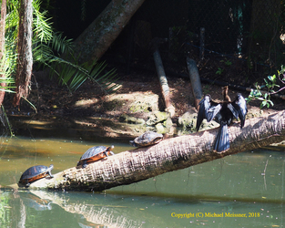 Turtle church