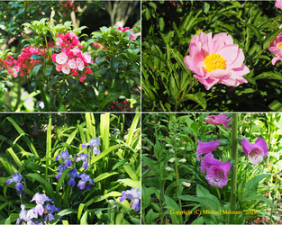 My mother-in-law's garden