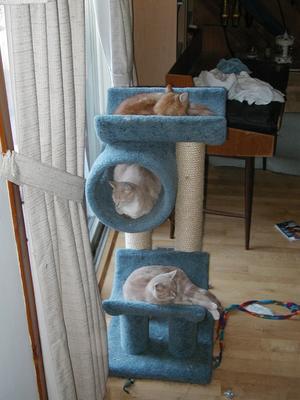 3 kittens sleeping #3
