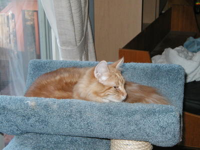 America (fluffer-nutter)