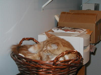 America in a basket #5