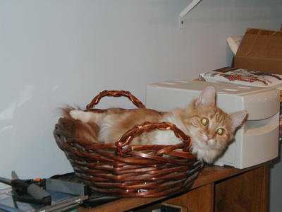 America in a basket #6