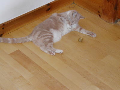 Areosmith with a fuzzball