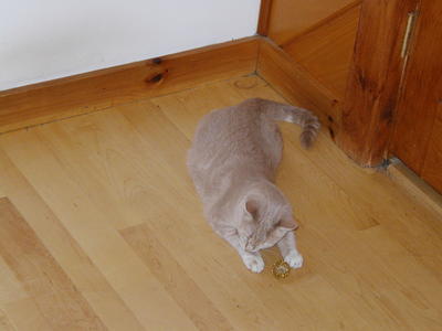 Areosmith with a fuzzball #2