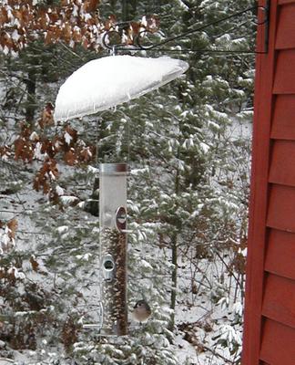 Bird feeder #8