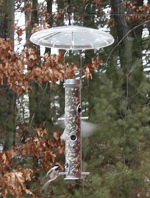 Bird feeder #10
