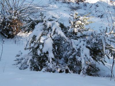 Snow bush