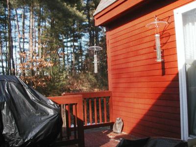 Cats on deck through screen