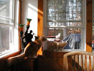 Cats on porch and out on the deck