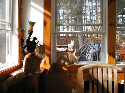 Cats on porch and out on the deck #2