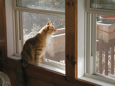 America looking out the window #2