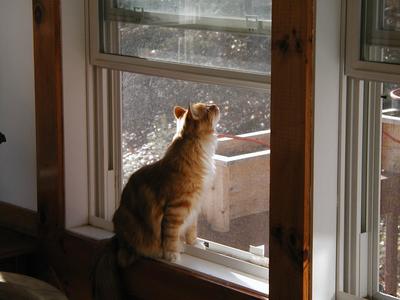 America looking out the window #3