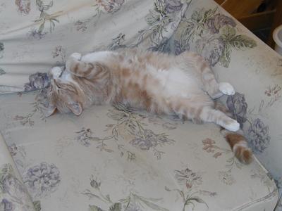 Areosmith sleeping #2