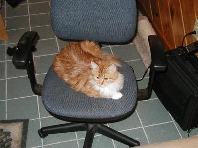 Fuel oil is not a fashion accessory