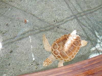 Turtle