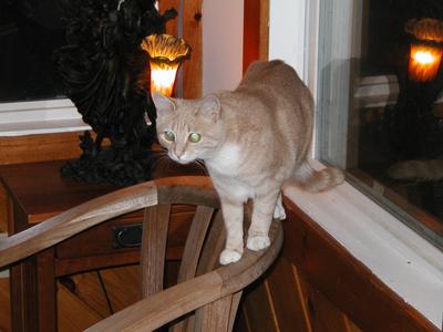 Aerosmith on chair #2