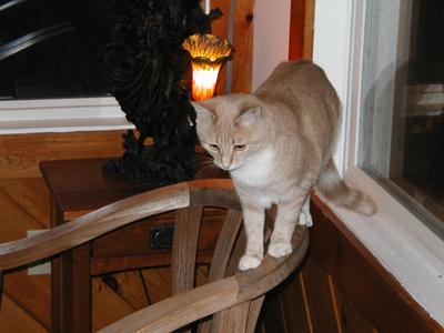 Aerosmith on chair #3