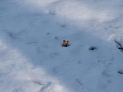 Flowers in the snow