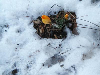 Flowers in the snow #4