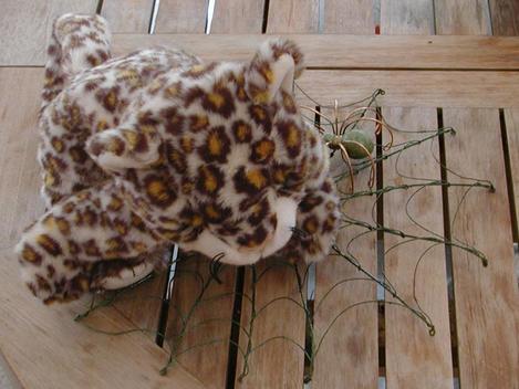 Look what the spider caught