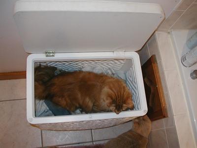 America in the laundry hamper #4