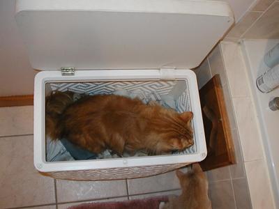 America in the laundry hamper #5