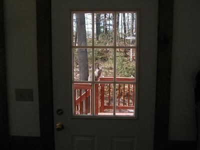 Purrrrgatory (outside, through window)