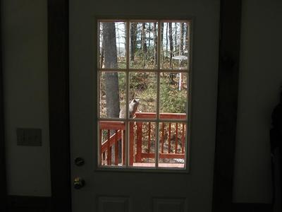 Purrrrgatory (outside, through window) #2