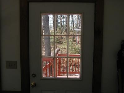 Purrrrgatory (outside, through window) #3