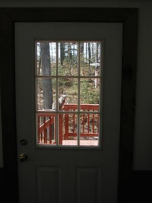 Purrrrgatory (outside, through window) #4