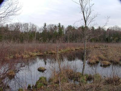 Stream in spring (c-2100uz wide angle, shot 1 of 3)