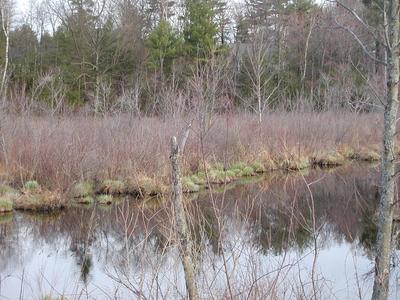 Stream in spring (c-2100uz midway zoom, shot 2 of 3)