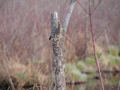 Stream in spring (c-2100uz full telephoto, shot 3 of 3)