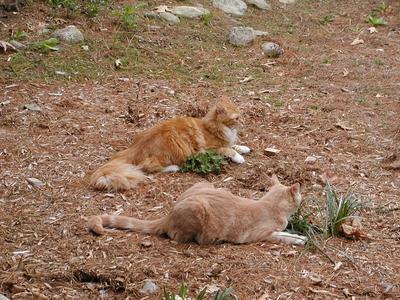 King of the catnip #2