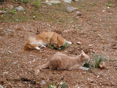 King of the catnip #3