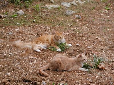 King of the catnip #4