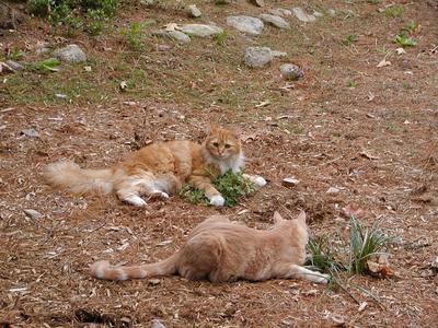 King of the catnip #5