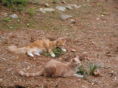 King of the catnip #6