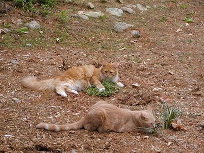 King of the catnip #7