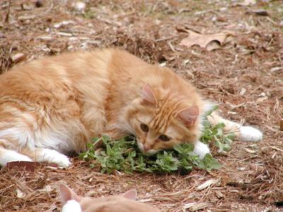 King of the catnip #8