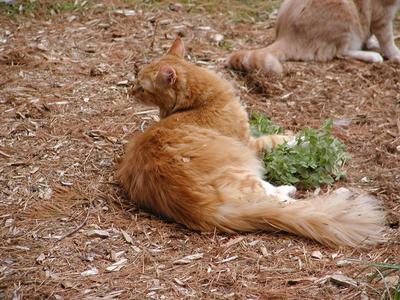 King of the catnip #9